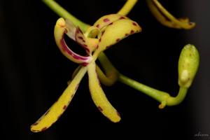 Renanthera histrionica