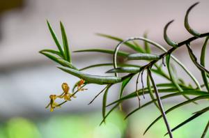 Renanthera histrionica