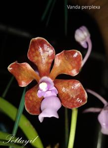 Vanda perplexa