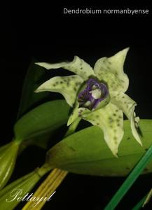 Dendrobium atroviolaceum