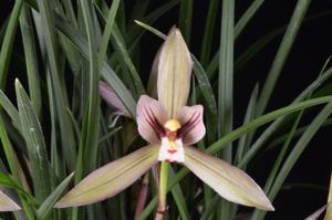 Cymbidium goeringii