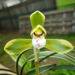 Cymbidium goeringii