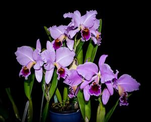 Cattleya percivaliana