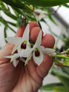 Dendrobium lituiflorum