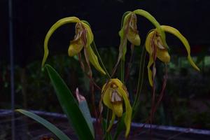 Phragmipedium warszewiczianum