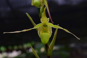 Phragmipedium longifolium