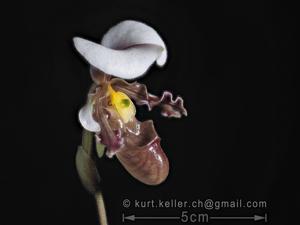 Paphiopedilum tranlienianum