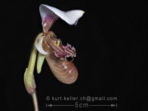 Paphiopedilum tranlienianum