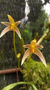 Bulbophyllum affine