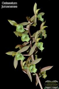 Catasetum juruenense