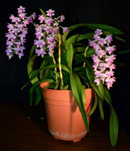 Aerides magnifica