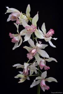 Cymbidium insigne