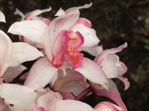 Cymbidium insigne