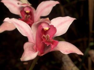 Cymbidium insigne