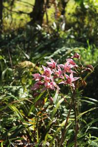 Cymbidium insigne