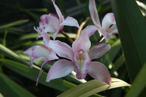 Cymbidium insigne