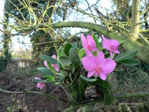 Cattleya wittigiana