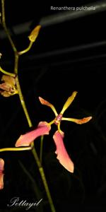 Renanthera vietnamensis