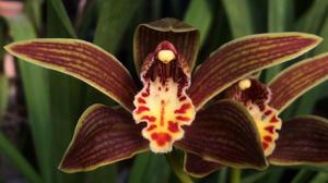 Cymbidium iridioides