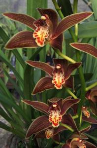 Cymbidium iridioides