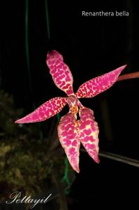 Renanthera bella