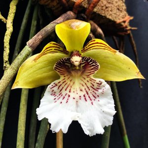 Scuticaria salesiana