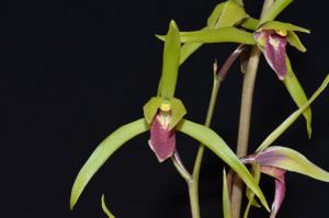 Cymbidium kanran