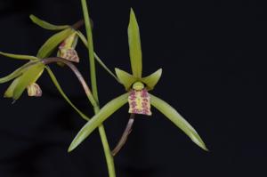 Cymbidium kanran