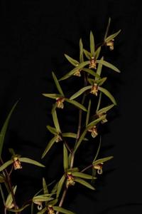 Cymbidium kanran