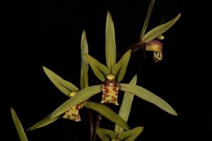 Cymbidium kanran