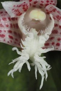 Dendrobium paucilaciniatum