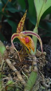 Bulbophyllum membranifolium subsp. inunctum