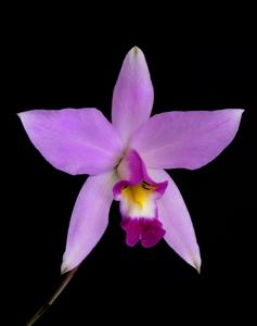 Laelia anceps