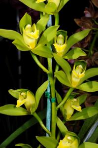 Cymbidium lowianum