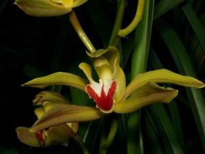 Cymbidium lowianum