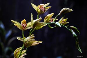 Cymbidium lowianum