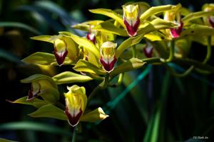 Cymbidium lowianum