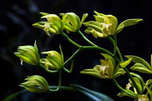 Cymbidium lowianum