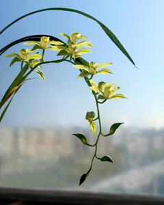 Cymbidium lowianum