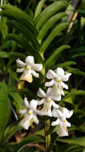 Dendrobium uniflorum