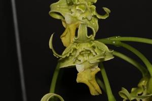 Dendrobium spectabile