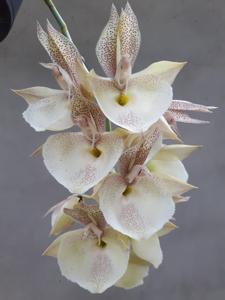 Catasetum pileatum