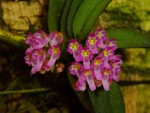 Schoenorchis fragrans