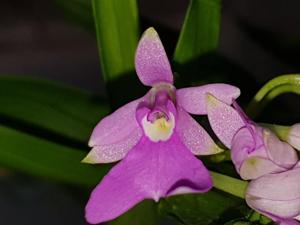 Epidendrum centropetalum