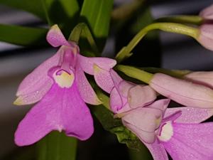 Epidendrum centropetalum