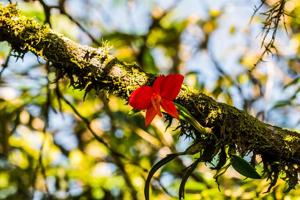 Cattleya coccinea