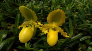 Paphiopedilum primulinum