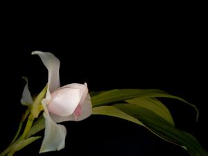 Lycaste virginalis