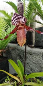 Paphiopedilum wilhelminae