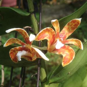 Dendrobium insigne var. insigne